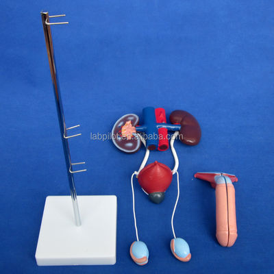 Modelo de orina anatómica de tamaño de vida humana para el estudio detallado del sistema urogenital masculino