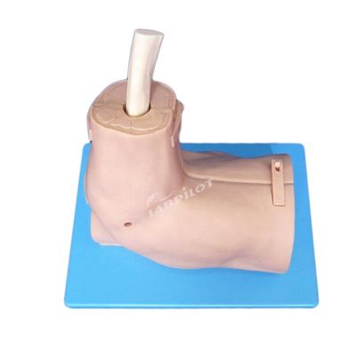 Modelo de entrenamiento de anatomía de la articulación del hombro con simulador desmontable de artroscopia del hombro