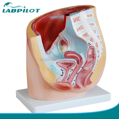 Anatomía detallada Modelo de pelvis femenino humano en PVC avanzado para la práctica médica
