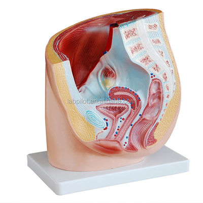 Anatomía detallada Modelo de pelvis femenino humano en PVC avanzado para la práctica médica