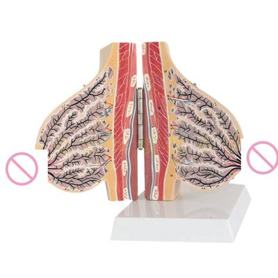 Modelo de mama 3D para la educación médica durante la lactancia y el entrenamiento