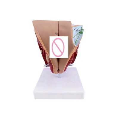 Las escuelas ahora pueden enseñar anatomía genital femenina con modelo de demostración anatómica