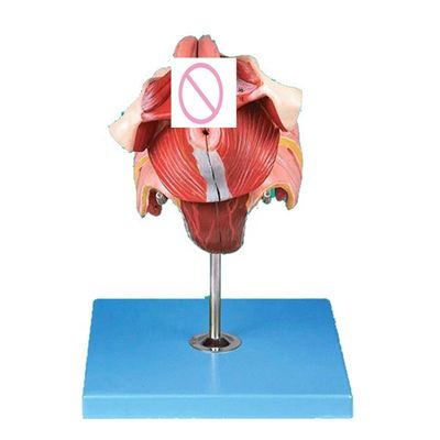 Modelo del sistema reproductivo humano Enseñanza eficaz con los órganos genitales femeninos Anatomía