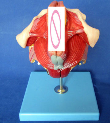 Modelo del sistema reproductivo humano Enseñanza eficaz con los órganos genitales femeninos Anatomía