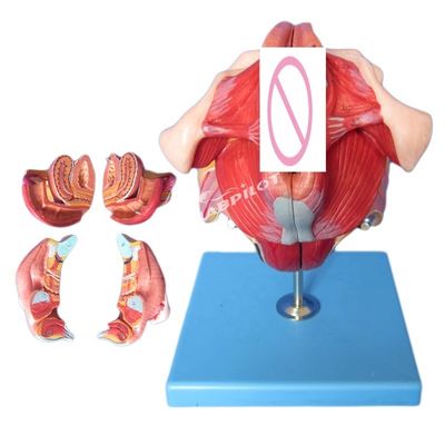 Modelo del sistema reproductivo humano Enseñanza eficaz con los órganos genitales femeninos Anatomía