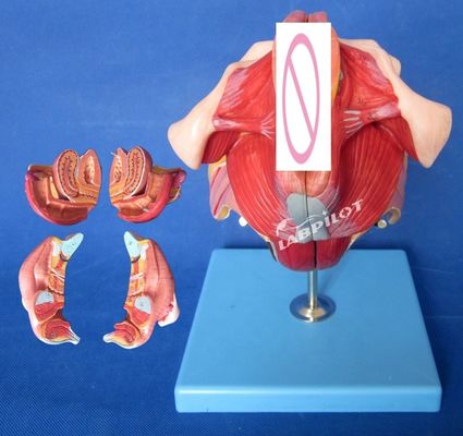 Modelo del sistema reproductivo humano Enseñanza eficaz con los órganos genitales femeninos Anatomía