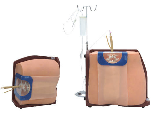 Entrenamiento y educación del torso humano vivo Modelo avanzado de simulación de punción espinal de PVC