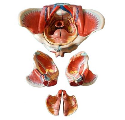 Modelo anatómico de la pelvis femenina con vasos nerviosos detallados y anatomía pélvica femenina