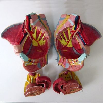 Modelo anatómico de la pelvis femenina con vasos nerviosos detallados y anatomía pélvica femenina