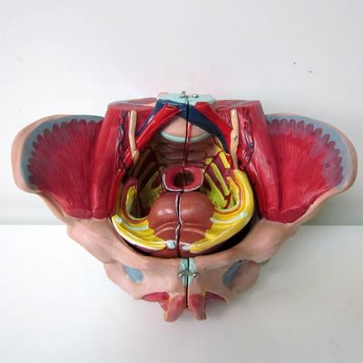 Modelo anatómico de la pelvis femenina con vasos nerviosos detallados y anatomía pélvica femenina