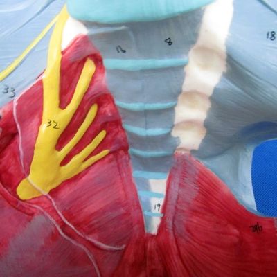 Modelo del sistema reproductivo humano Pelvis avanzada con músculos del suelo pélvico y perineo
