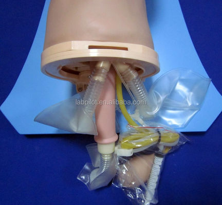 Simulador de entrenamiento de intubación Modelo integral de vías respiratorias con maniquí de tamaño humano