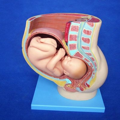 Muestra de atención de pacientes Pelvis femenina con útero en el noveno mes de embarazo