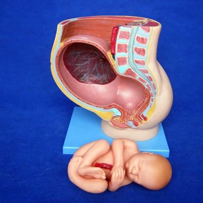 Muestra de atención de pacientes Pelvis femenina con útero en el noveno mes de embarazo