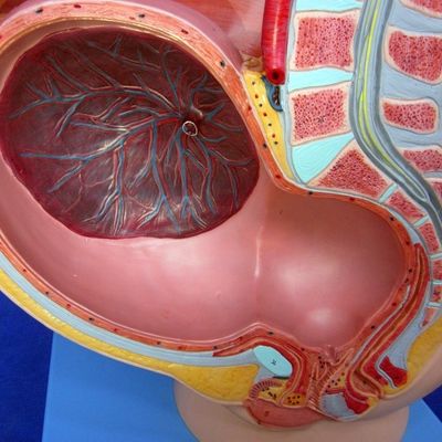 Muestra de atención de pacientes Pelvis femenina con útero en el noveno mes de embarazo