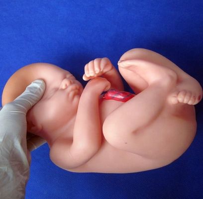 Muestra de atención de pacientes Pelvis femenina con útero en el noveno mes de embarazo
