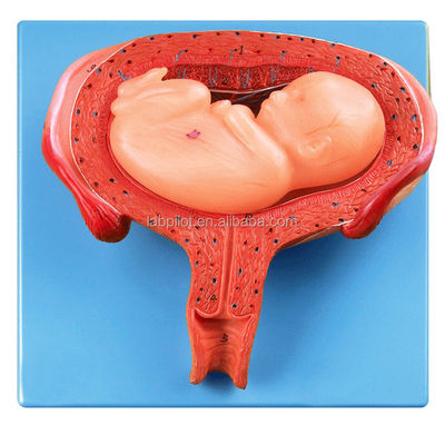 Modelo de embrión humano de sexto mes de PVC avanzado para un proceso de desarrollo fetal realista
