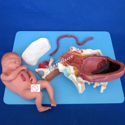 Modelo avanzado de demostración del proceso de parto de PVC, formación en parto fetal a término completo