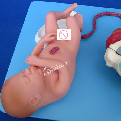 Modelo avanzado de demostración del proceso de parto de PVC, formación en parto fetal a término completo