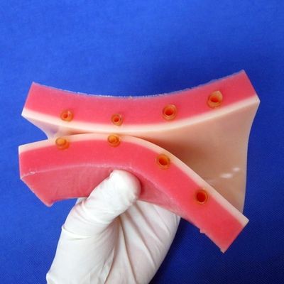 Simulador de enseñanza médica con modelo de piel viva