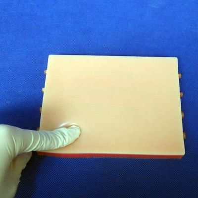 Simulador de enseñanza médica con modelo de piel viva