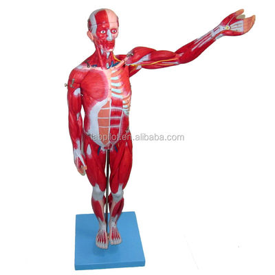 Modelo anatómico 27 partes Musculos de cuerpo completo con órganos internos 78cm Modelo de anatomía