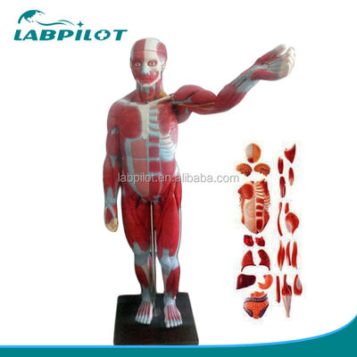 Modelo avanzado de músculos de cuerpo completo de PVC con órganos internos que muestran función 170cm