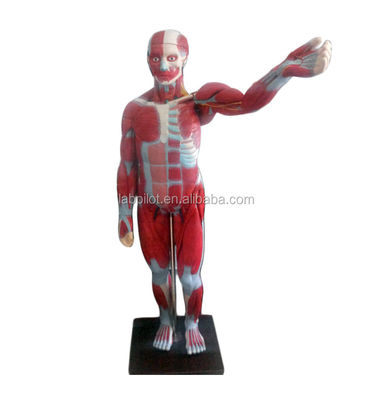 Modelo avanzado de músculos de cuerpo completo de PVC con órganos internos que muestran función 170cm