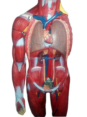 Modelo avanzado de músculos de cuerpo completo de PVC con órganos internos que muestran función 170cm