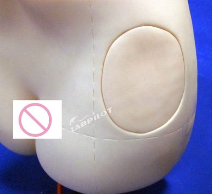 Simulador de enseñanza avanzado de inyección intramuscular de PVC para la materia de ciencias médicas