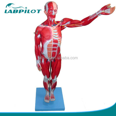 Vibro Muscular Modelo 18 partes cuerpo completo Modelo masculino con características anatómicas desmontables