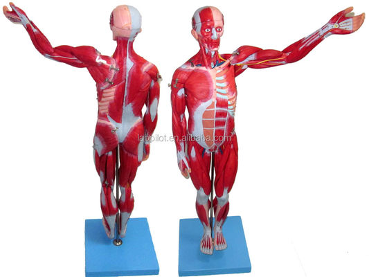 Vibro Muscular Modelo 18 partes cuerpo completo Modelo masculino con características anatómicas desmontables