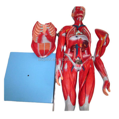 Vibro Muscular Modelo 18 partes cuerpo completo Modelo masculino con características anatómicas desmontables