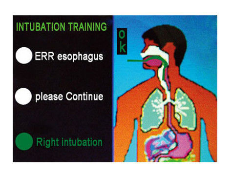 Cabeza de intubación de anatomía viva para modelo electrónico de gestión de vías respiratorias multifuncional