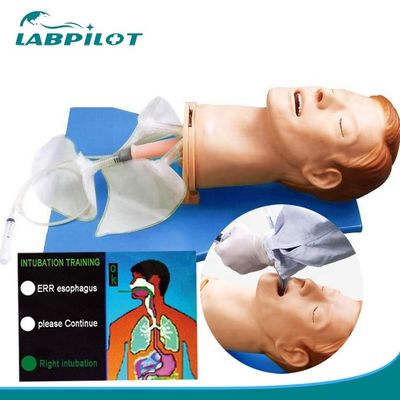 Cabeza de intubación de anatomía viva para modelo electrónico de gestión de vías respiratorias multifuncional