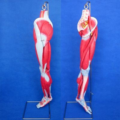 Modelo de enseñanza de músculos anatómicos de las piernas con 10 partes Musculos de las extremidades inferiores
