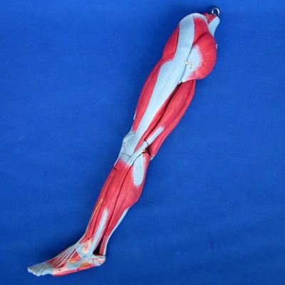 Modelo de enseñanza de músculos anatómicos de las piernas con 10 partes Musculos de las extremidades inferiores
