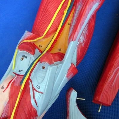 Modelo de enseñanza de músculos anatómicos de las piernas con 10 partes Musculos de las extremidades inferiores
