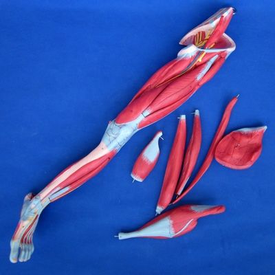 Modelo de enseñanza de músculos anatómicos de las piernas con 10 partes Musculos de las extremidades inferiores