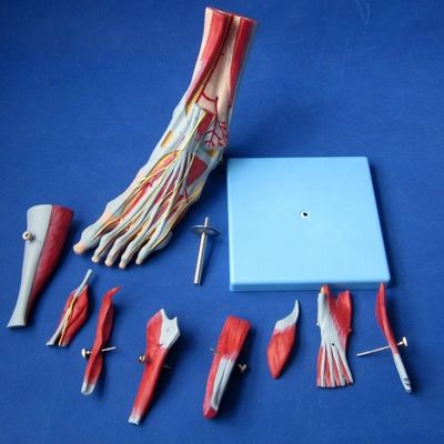 Modelos anatómicos de los músculos humanos Modelo avanzado de pie de 9 partes con nervios y anatomía