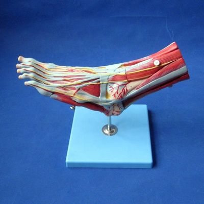 Modelos anatómicos de los músculos humanos Modelo avanzado de pie de 9 partes con nervios y anatomía