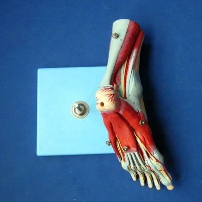 Modelos anatómicos de los músculos humanos Modelo avanzado de pie de 9 partes con nervios y anatomía