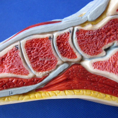 Modelo anatómico del pie Tamaño de la vida humana Sección Sagital Mediana Detallada Anatomía