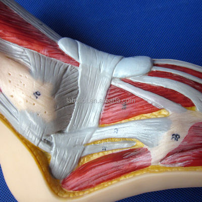 Modelo anatómico del pie Tamaño de la vida humana Sección Sagital Mediana Detallada Anatomía