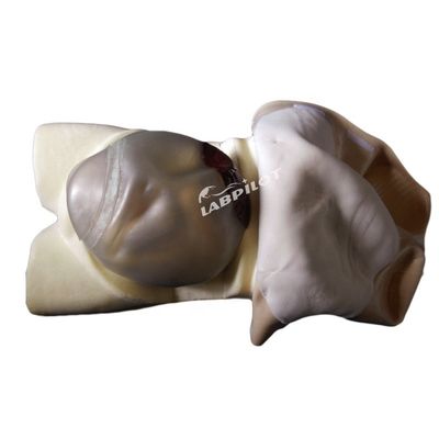 Maniquí de cuidado de maternidad de PVC avanzado esencial para el entrenamiento de palpación de la maternidad