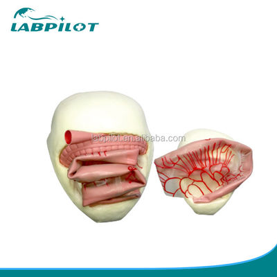 Modelo de entrenamiento de anastomosis intestinal de PVC para la práctica de anastomosis intestinal pequeña