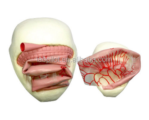 Modelo de entrenamiento de anastomosis intestinal de PVC para la práctica de anastomosis intestinal pequeña