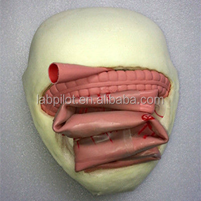 Modelo de entrenamiento de anastomosis intestinal de PVC para la práctica de anastomosis intestinal pequeña