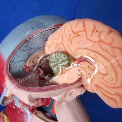 Ventaja de 333 posiciones numeradas Modelo de anatomía humana del torso con músculos y órganos