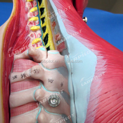 Ventaja de 333 posiciones numeradas Modelo de anatomía humana del torso con músculos y órganos